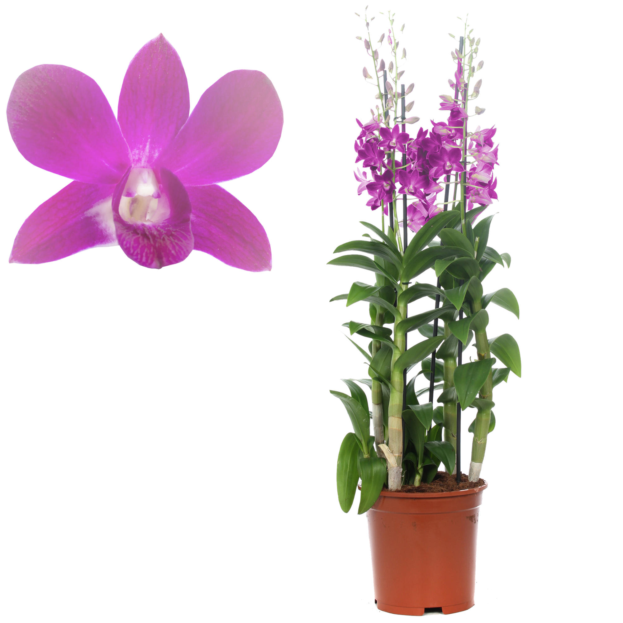 Dendrobium-Orchidee 4 Rispen pink, 21 cm Topf + product picture
