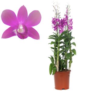 Dendrobium-Orchidee 4 Rispen pink, 21 cm Topf