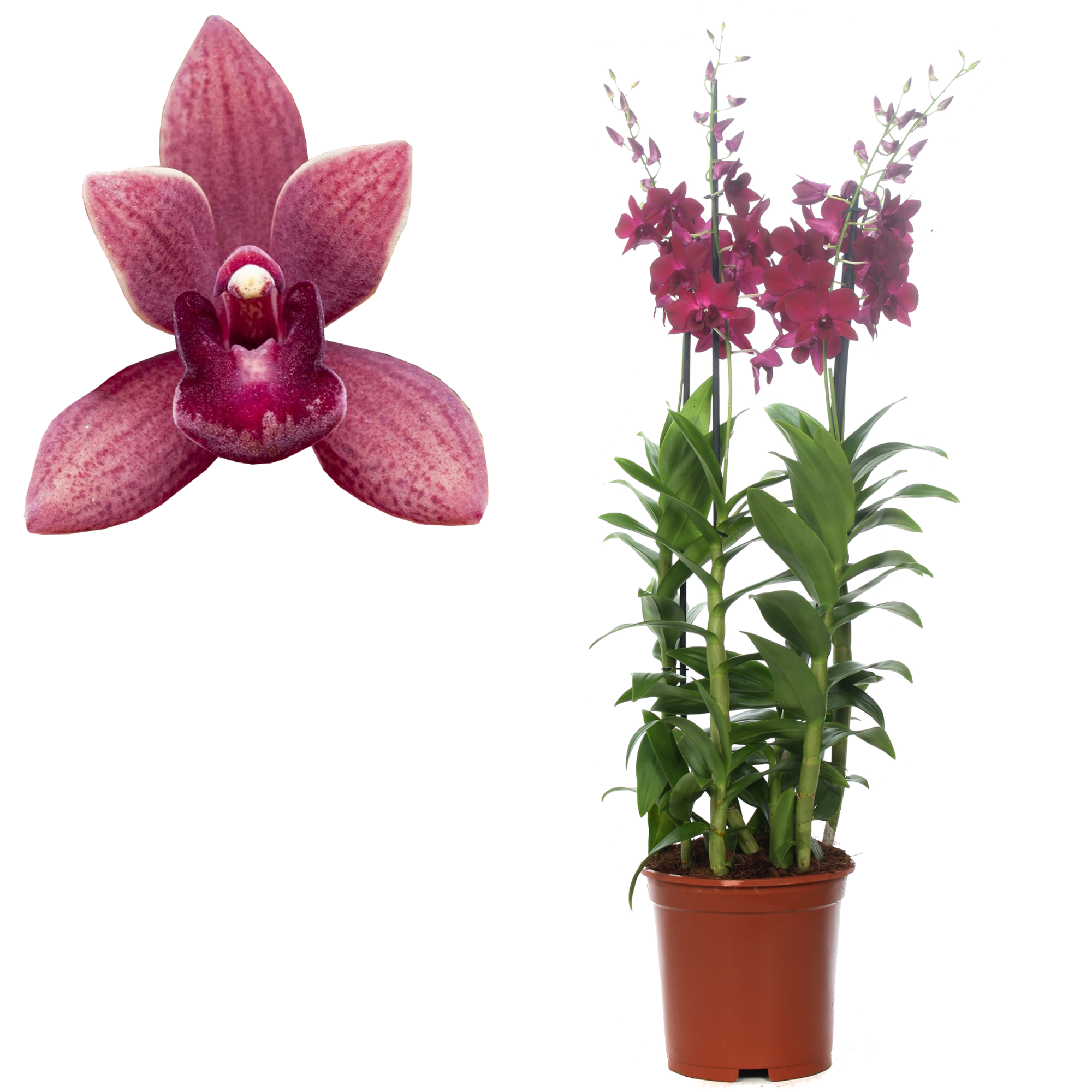 Dendrobium-Orchidee 4 Rispen violett, 21 cm Topf + product picture