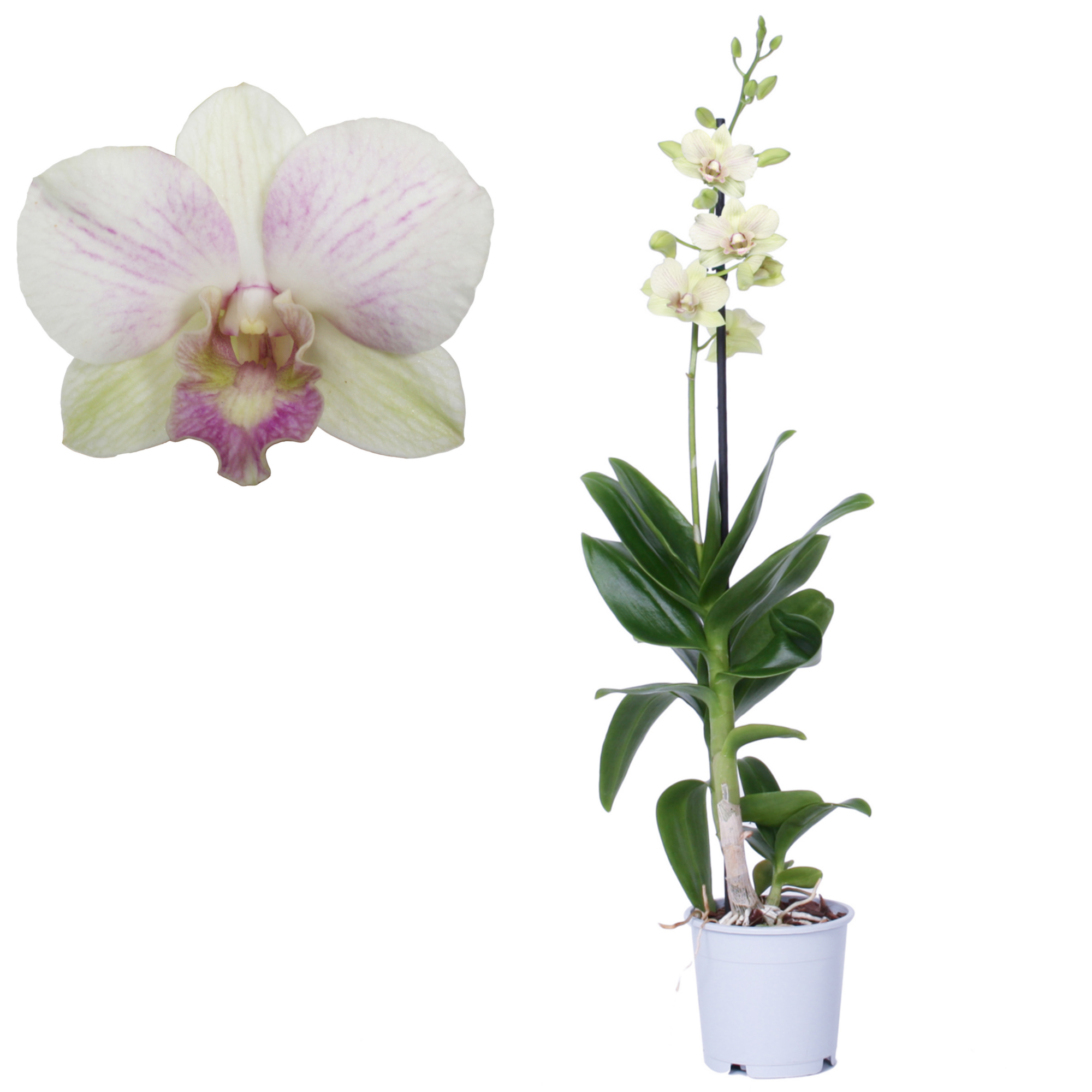 Dendrobium-Orchidee 'Snow Jade' 1 Rispe weiß, 11 cm Topf + product picture