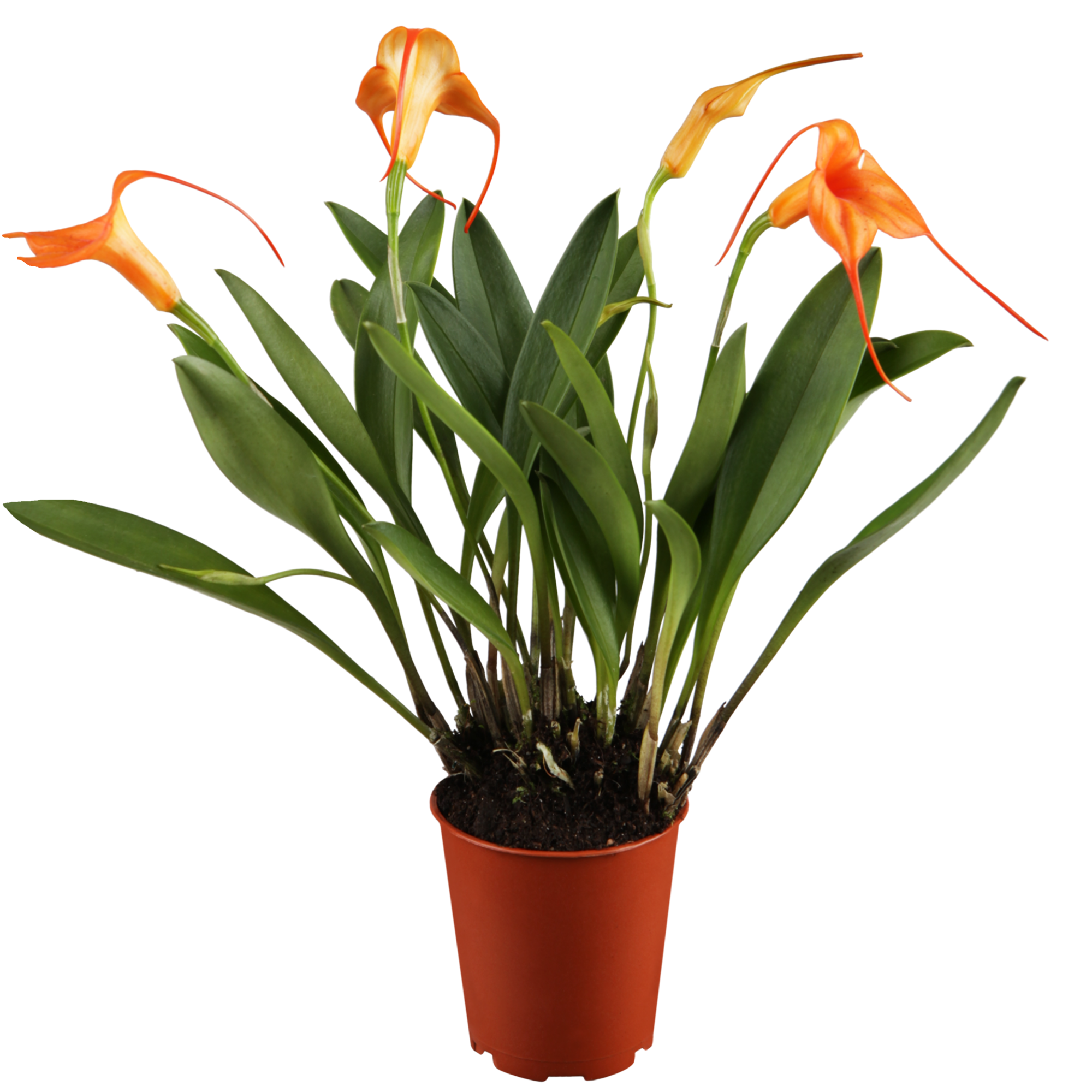 Masdevallia-Orchidee 4 Rispen orange, 9 cm Topf + product picture