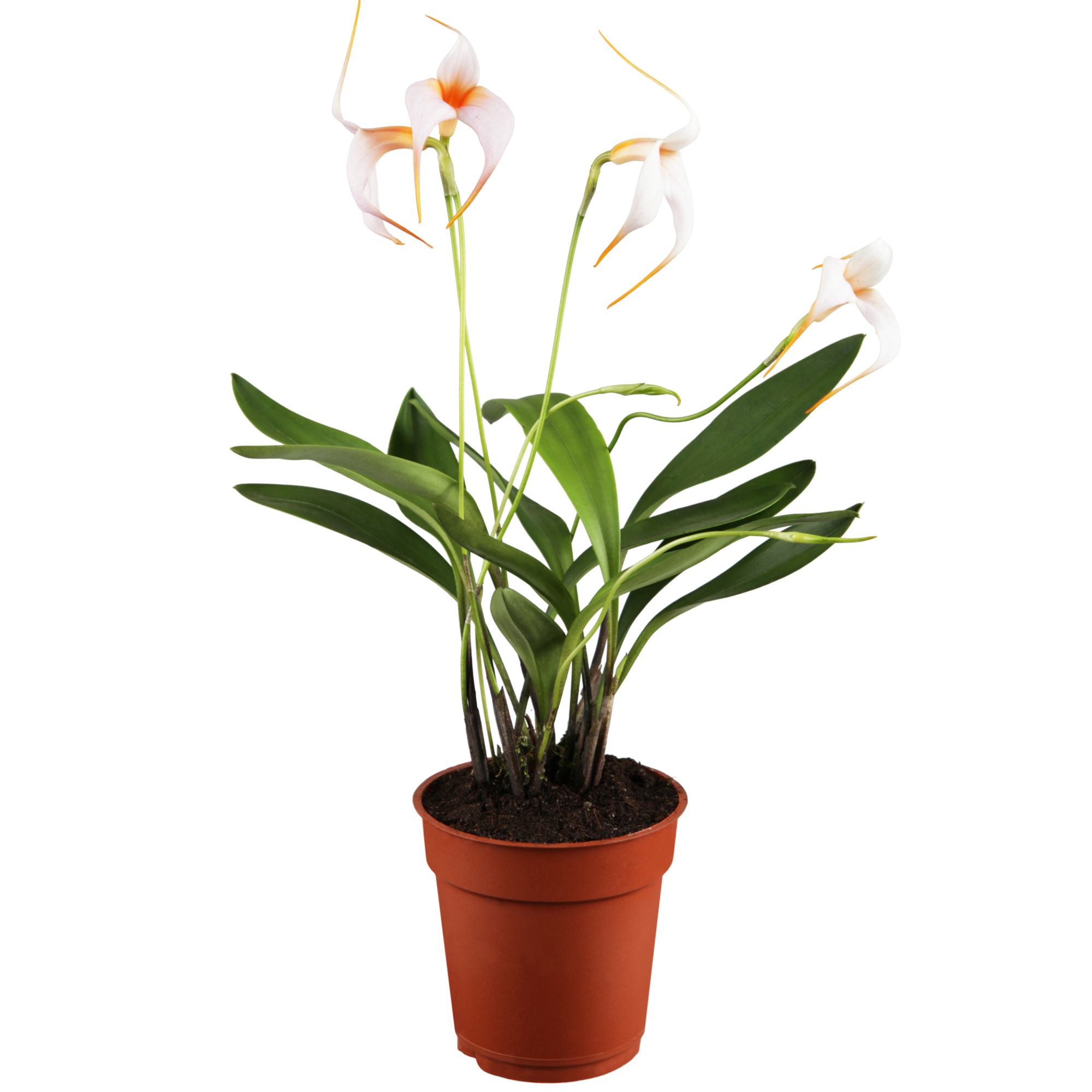 Masdevallia-Orchidee 4 Rispen weiß, 9 cm Topf + product picture