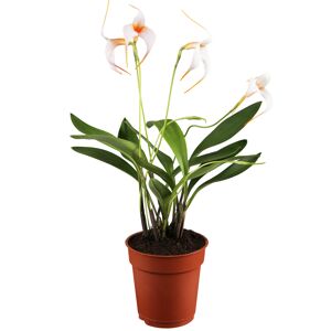 Masdevallia-Orchidee 4 Rispen weiß, 9 cm Topf