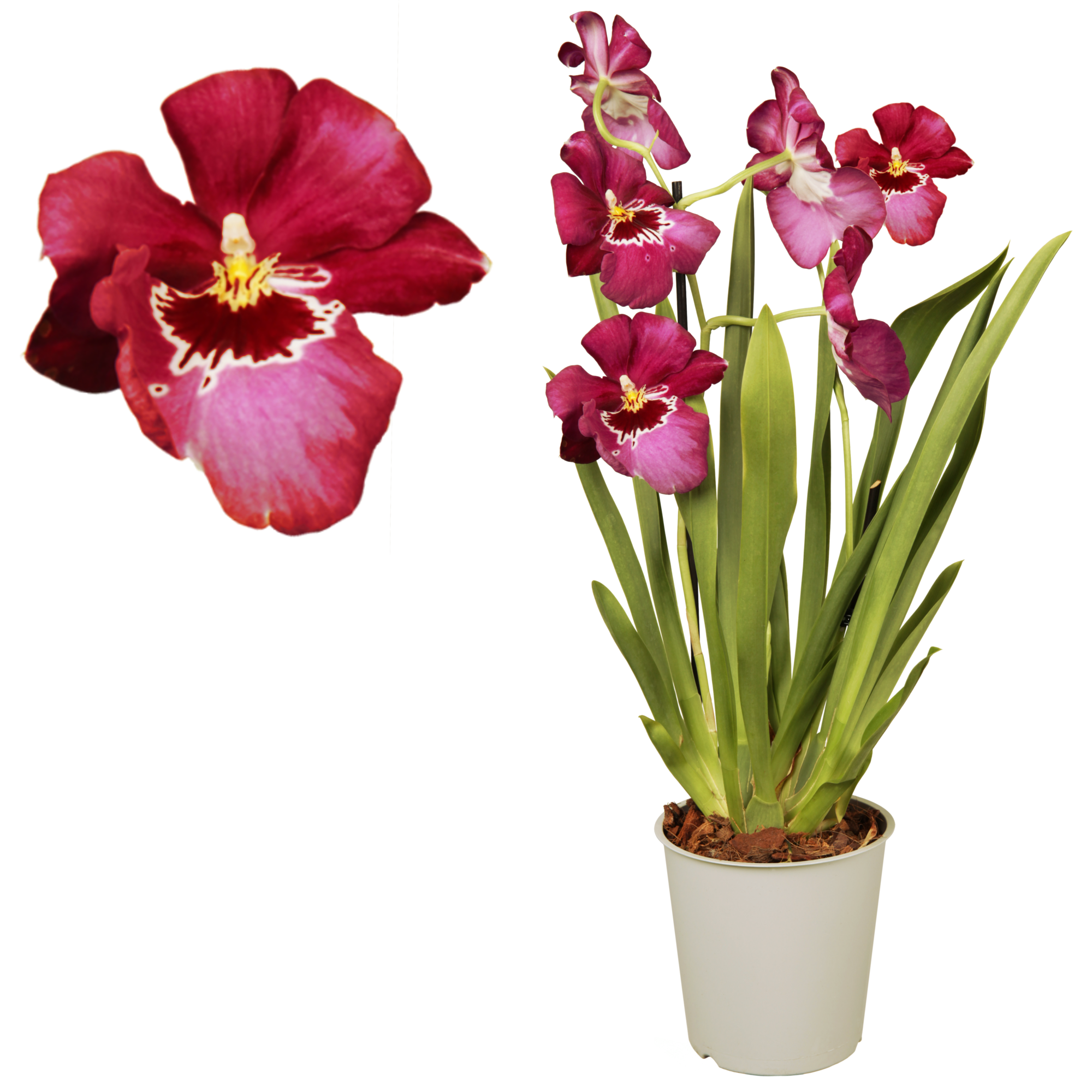 Stiefmütterchen-Orchidee 2 Rispen rot, 12 cm Topf + product picture