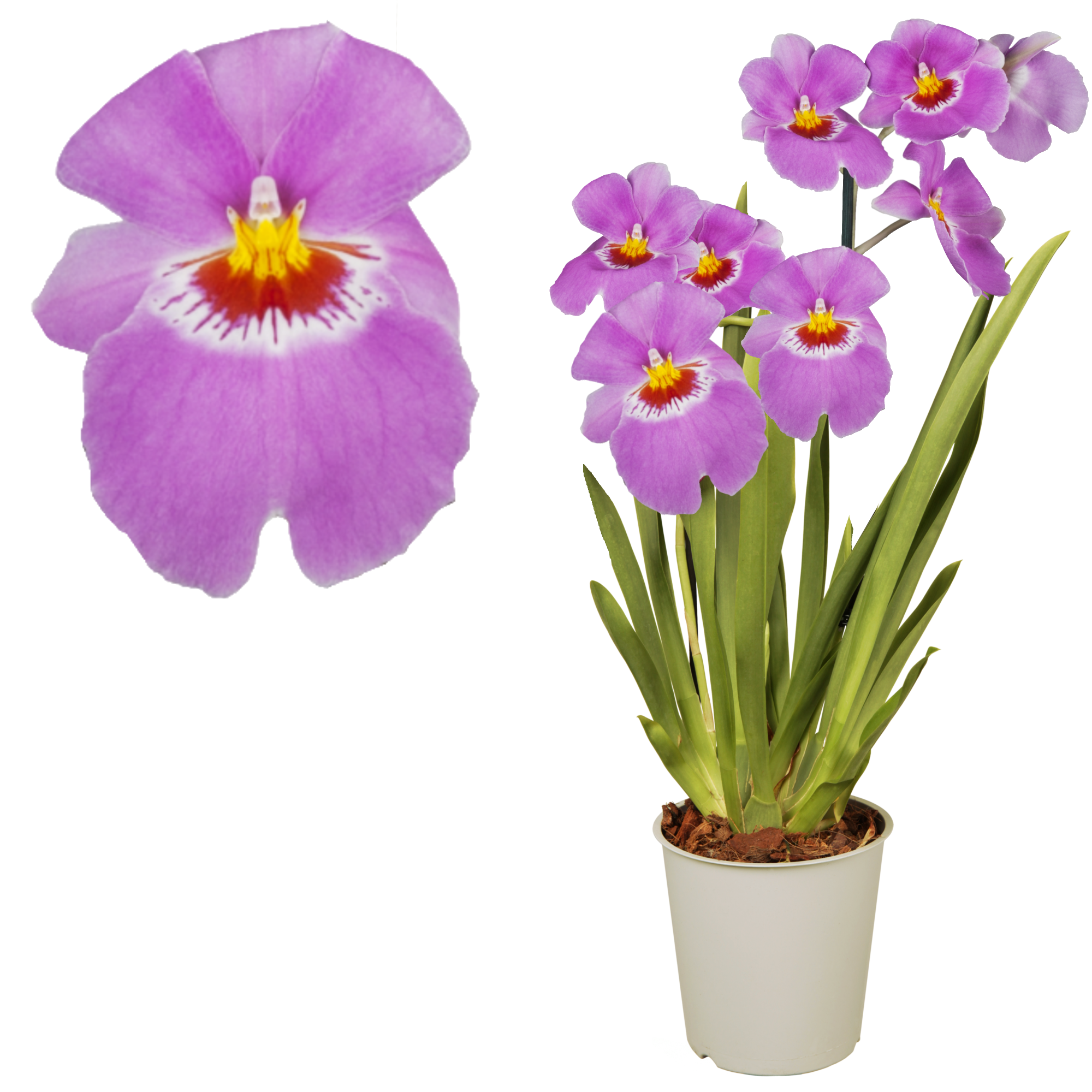 Stiefmütterchen-Orchidee 2 Rispen pink 12 cm Topf + product picture