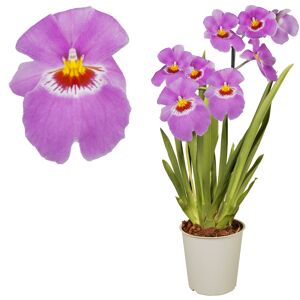 Stiefmütterchen-Orchidee 2 Rispen pink 12 cm Topf