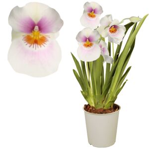Stiefmütterchen-Orchidee 2 Rispen weiß 12 cm Topf
