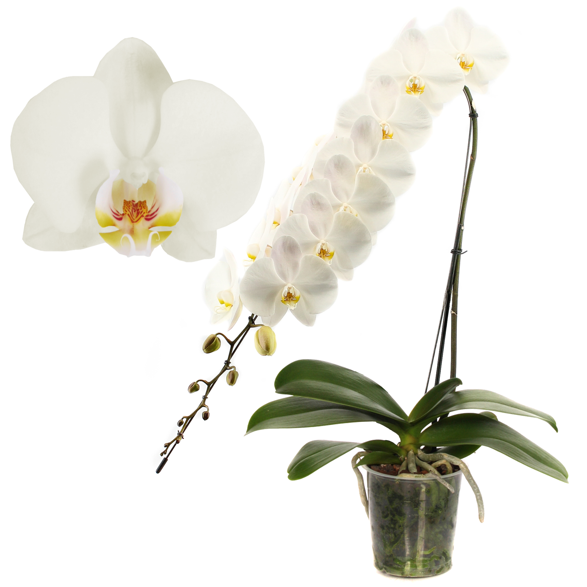 Schmetterlingsorchidee 'Formidablo'  1 Rispe weiß, 15 cm Topf + product picture