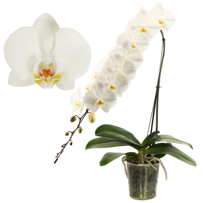 Bild von Schmetterlingsorchidee 'Formidablo'  1 Rispe weiß, 15 cm Topf
