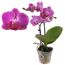 Lila Orchidee im durchsichtigen Topf