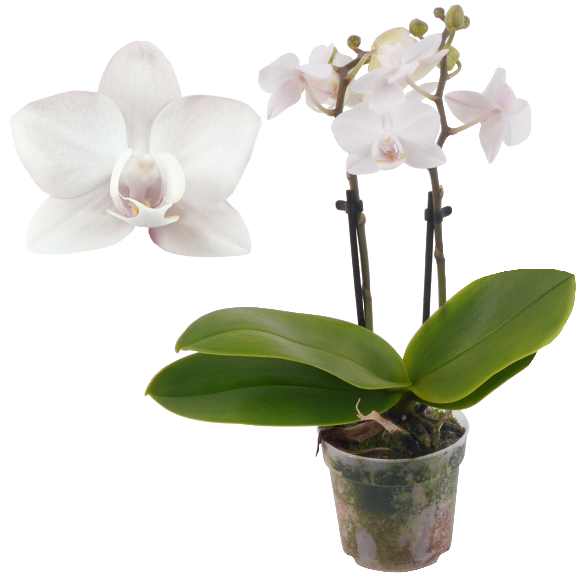 Schmetterlingsorchidee 'Eva' 2 Rispen weiß, 7 cm Topf + product picture
