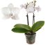 Weiße Orchidee Lisa im Topf