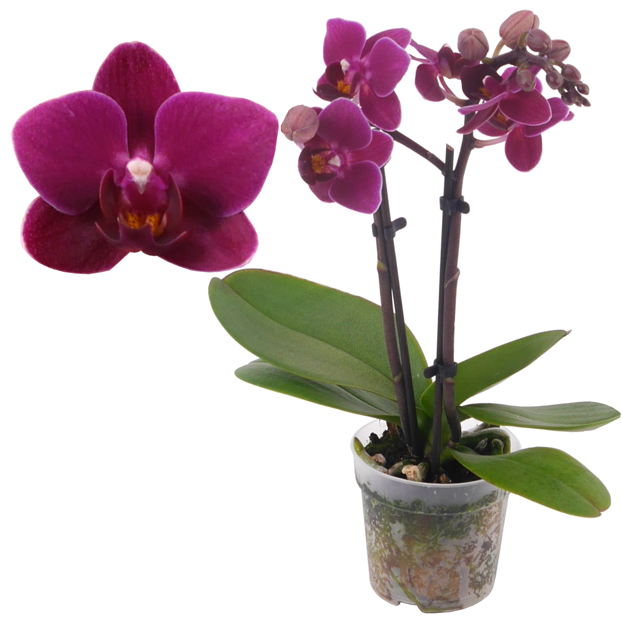 Schmetterlingsorchidee 'Emma' 2 Rispen violett, 7 cm Topf + product picture