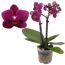 Lila Orchidee "Lisa" im Topf
