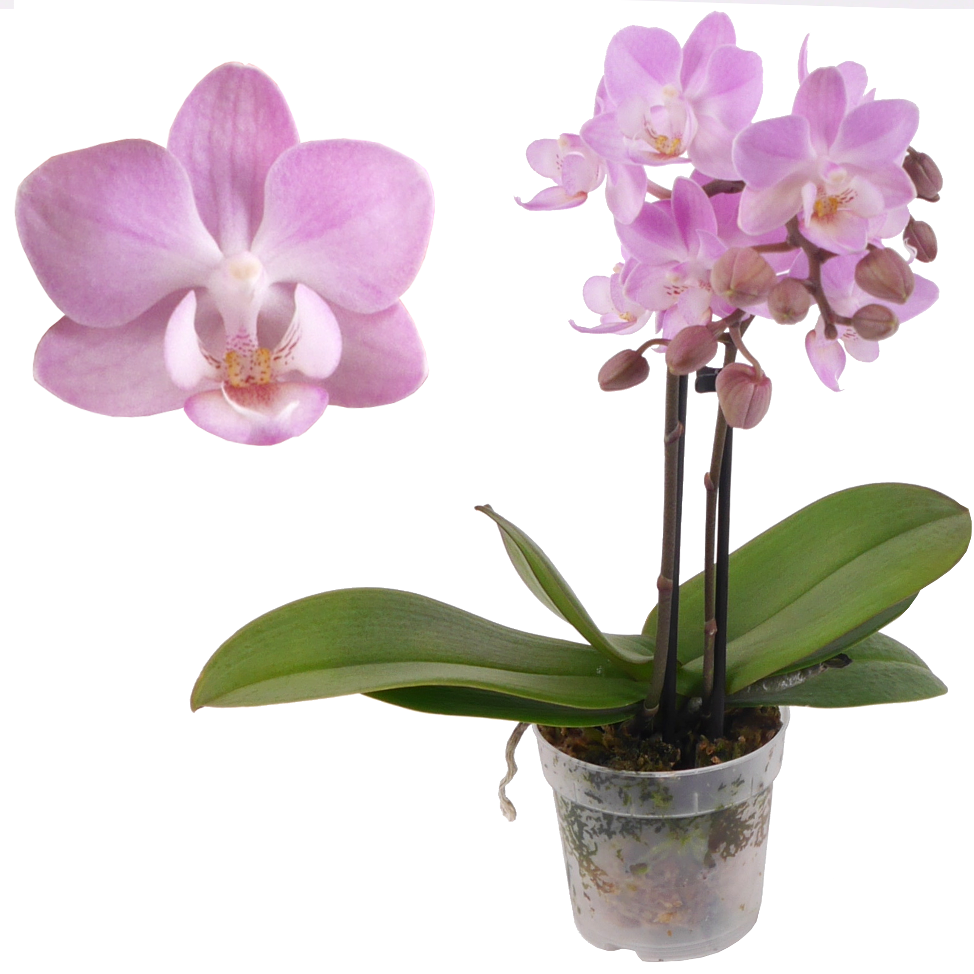 Schmetterlingsorchidee 'Lieke' 2 Rispen rosa, 7 cm Topf + product picture