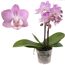 Rosa Orchidee Lisa im Topf