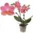 Rosa Orchidee im Topf