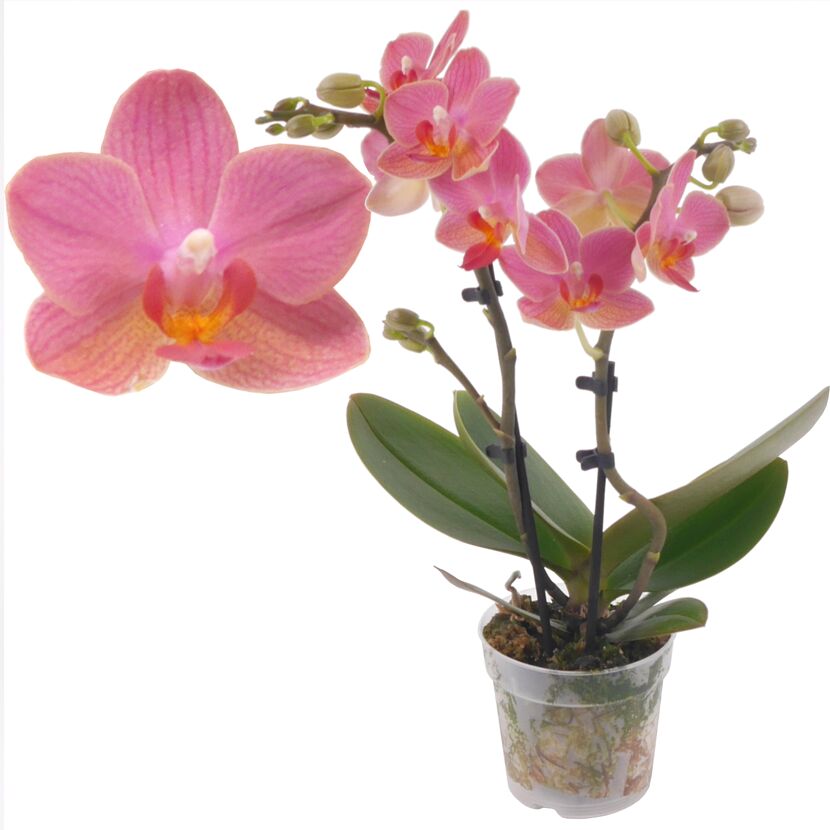 Rosa Orchidee im Topf