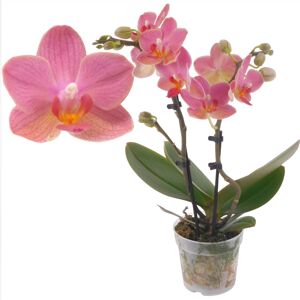 Schmetterlingsorchidee 2 Rispen 'Gwen' orange/pink, 7 cm Topf