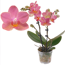 Verkleinertes Bild von Schmetterlingsorchidee 2 Rispen 'Gwen' orange/pink, 7 cm Topf