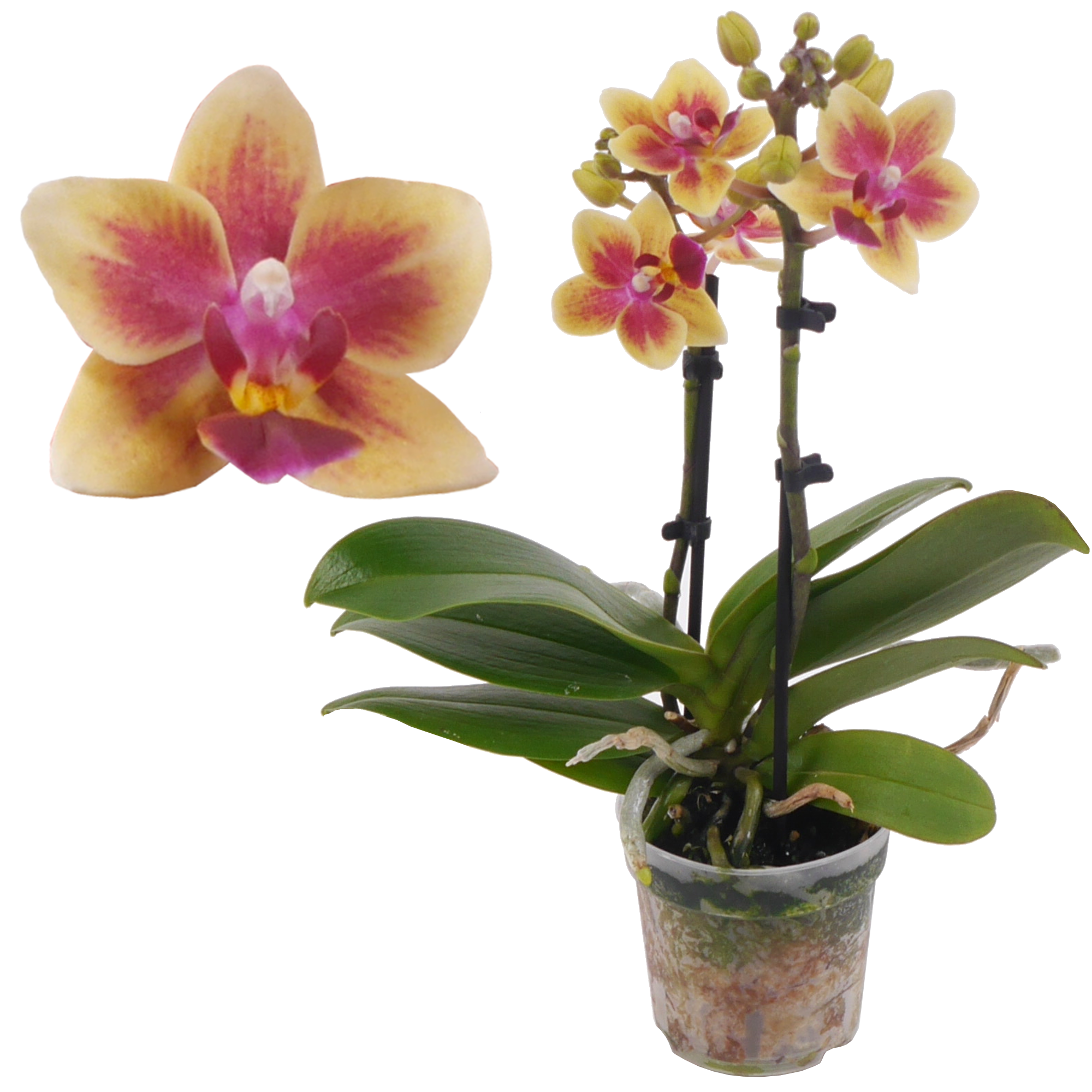 Schmetterlingsorchidee 2 Rispen 'Tess' gelb/pink 7 cm Topf + product picture