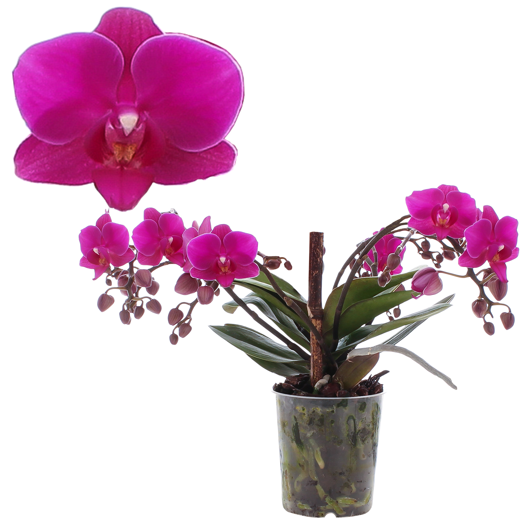 Schmetterlingsorchidee 'Artisto Deco' pink, 9 cm Topf + product picture