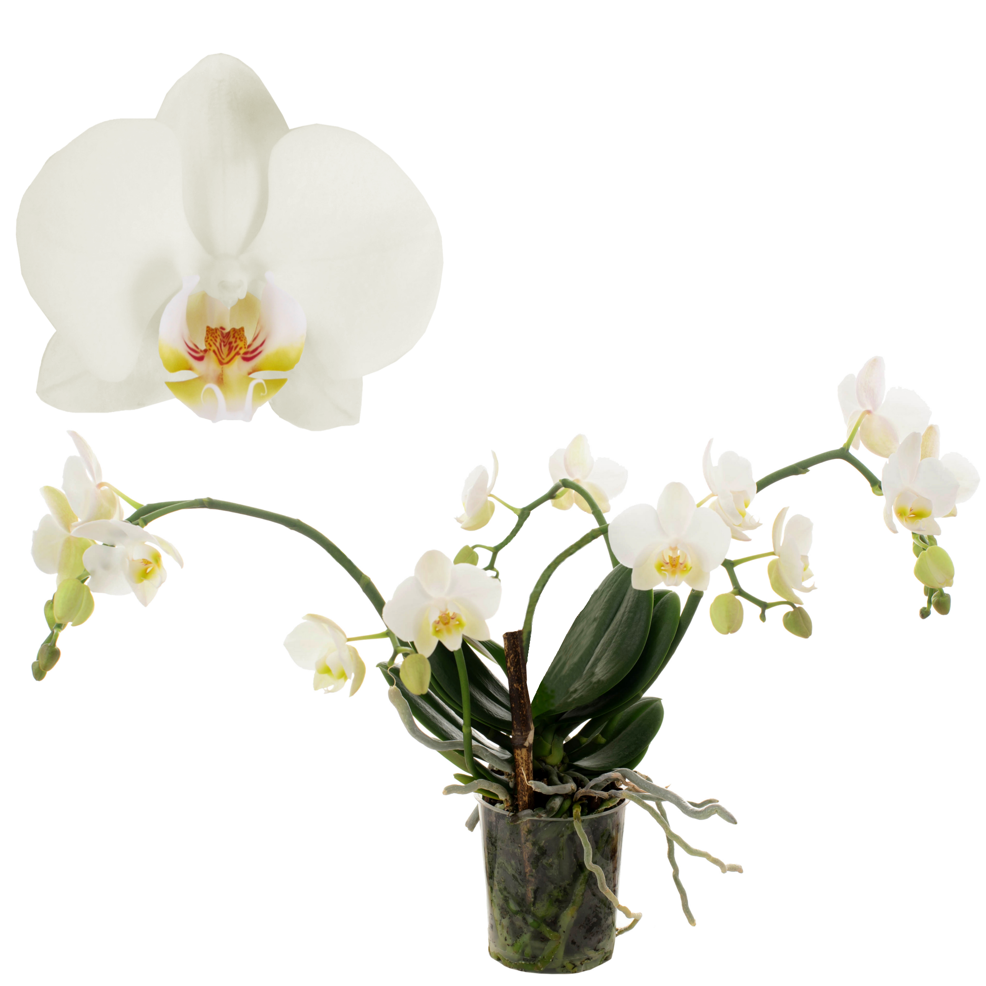 Schmetterlingsorchidee 'Artisto Nouveau' weiß, 9 cm Topf + product picture