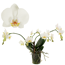 Verkleinertes Bild von Schmetterlingsorchidee 'Artisto Nouveau' weiß, 9 cm Topf