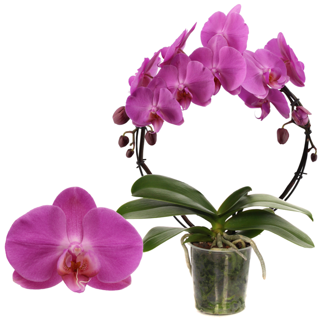 Bild von Schmetterlingsorchidee 'Las Palmas ' 1 Rispe am Bogen, pink, 12 cm Topf