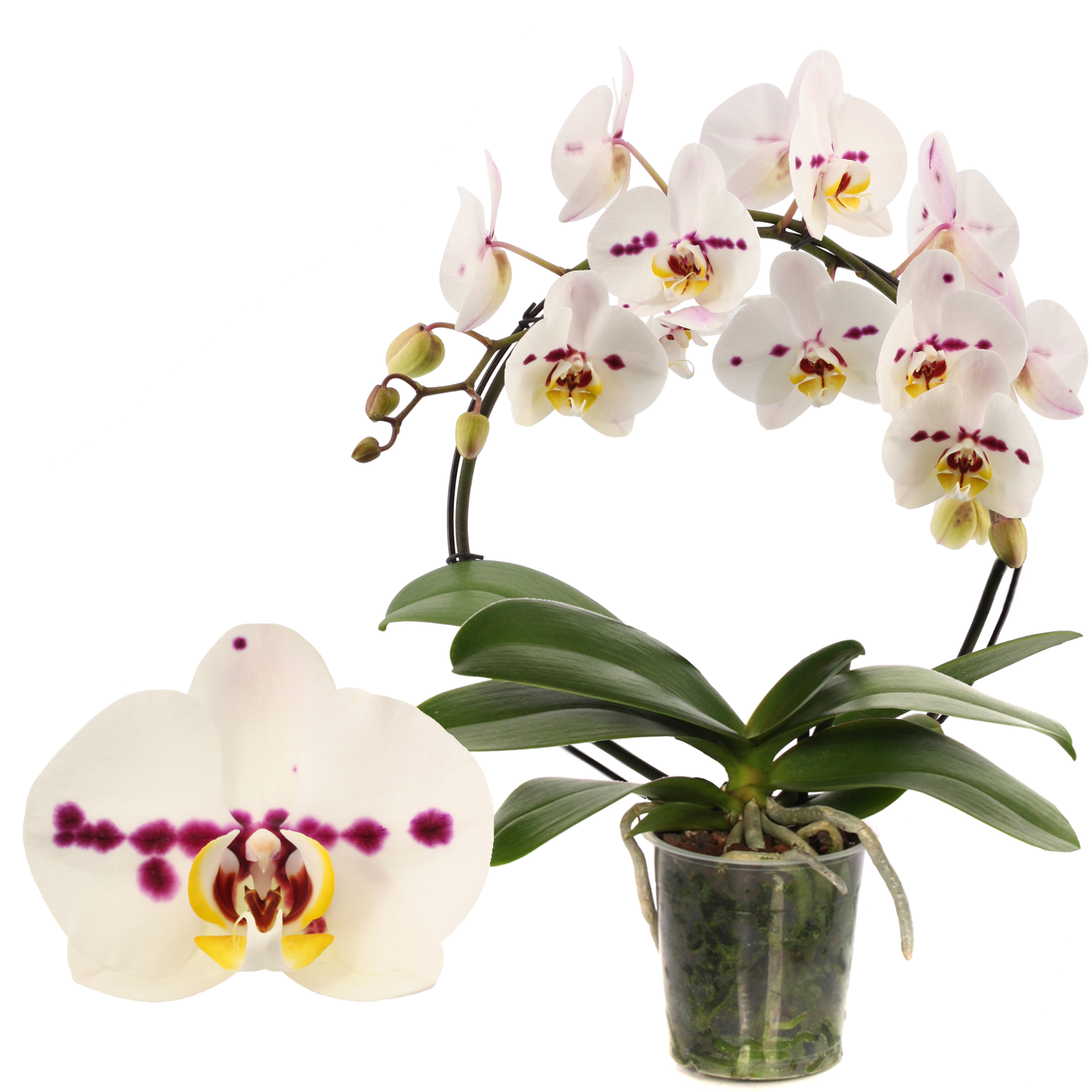 Schmetterlingsorchidee 'Boog Spottion' 1 Rispe am Bogen, weiß, 12 cm Topf + product picture