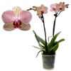 Blühende Orchidee Kolibri Nepal im durchsichtigen Topf