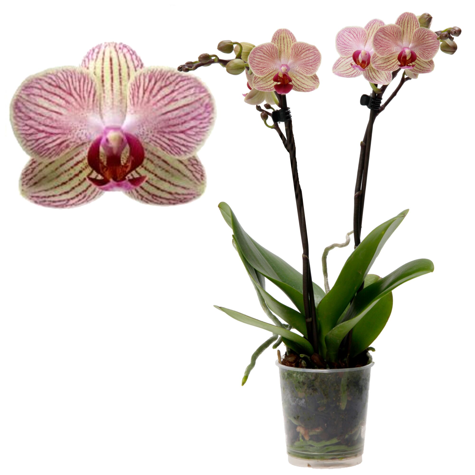 Blühende Orchidee Kolibri Nepal im durchsichtigen Topf