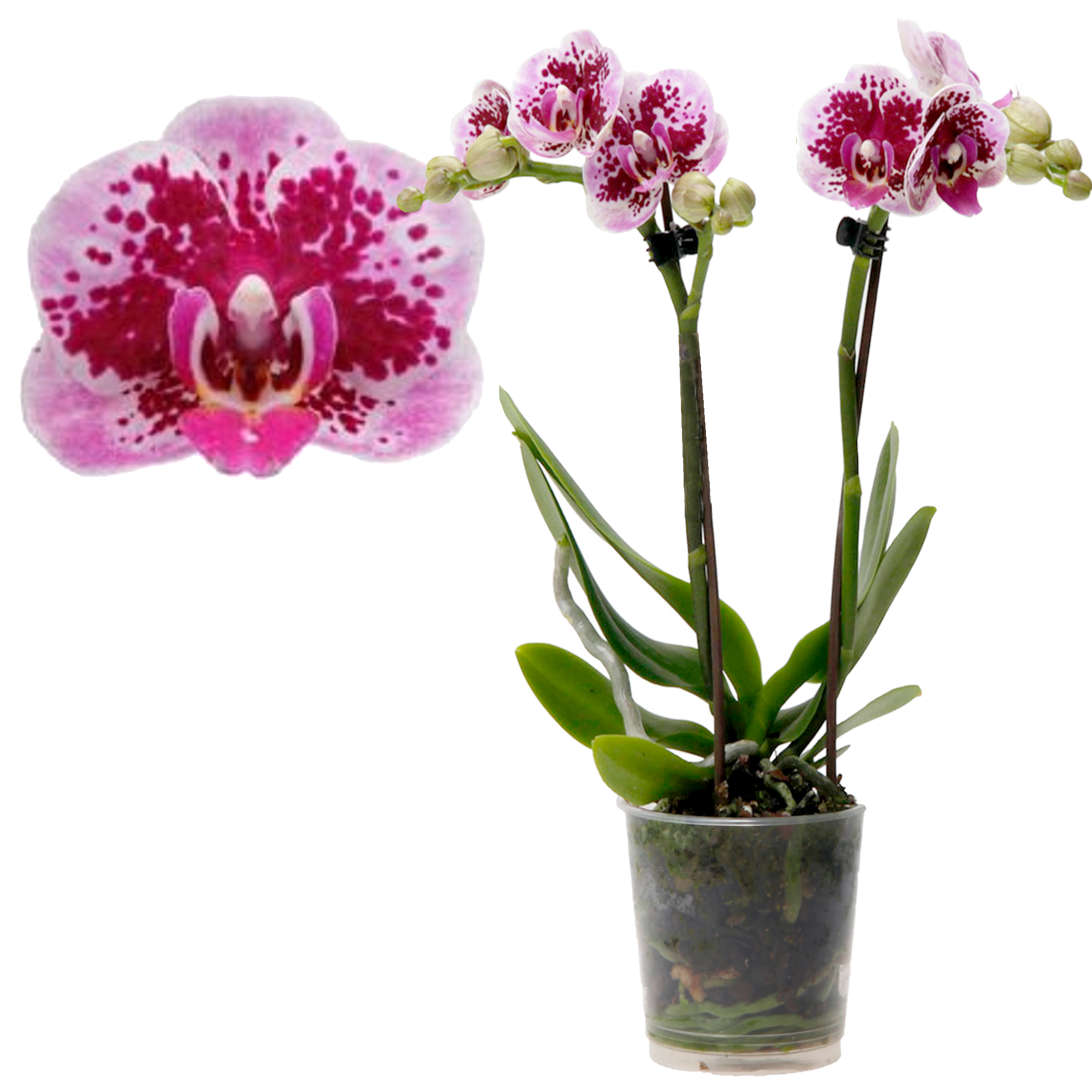 Schmetterlingsorchidee 'El Salvador' 2 Rispen rosa, 9 cm Topf + product picture