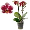 Topfpflanze Orchidee Kolibri mit gepunkteten Blüten