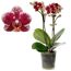 Topfpflanze Orchidee Kolibri mit gepunkteten Blüten