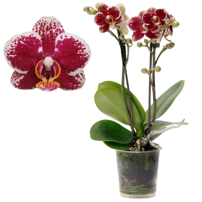 Topfpflanze Orchidee Kolibri mit gepunkteten Blüten