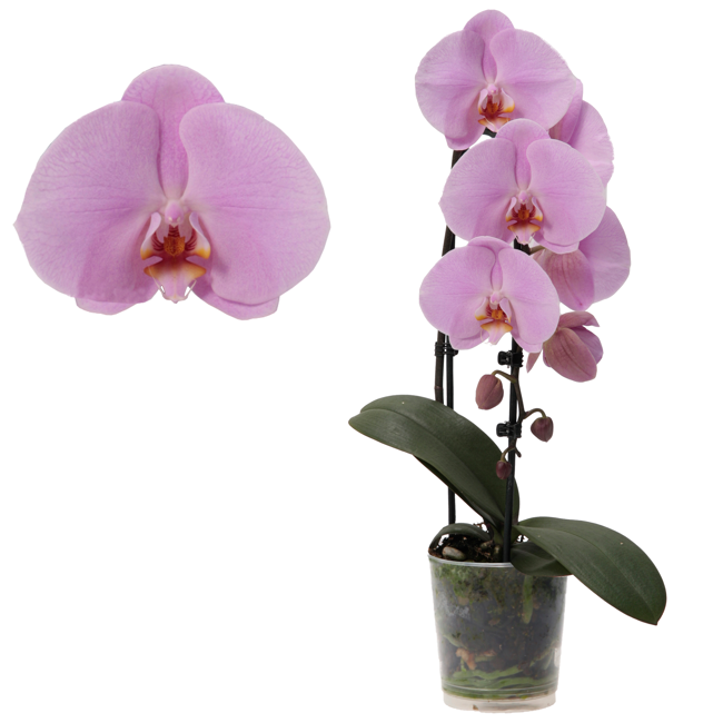 Bild von Schmetterlingsorchidee 'Big Sensation' 2 Rispen pink, 9 cm Topf