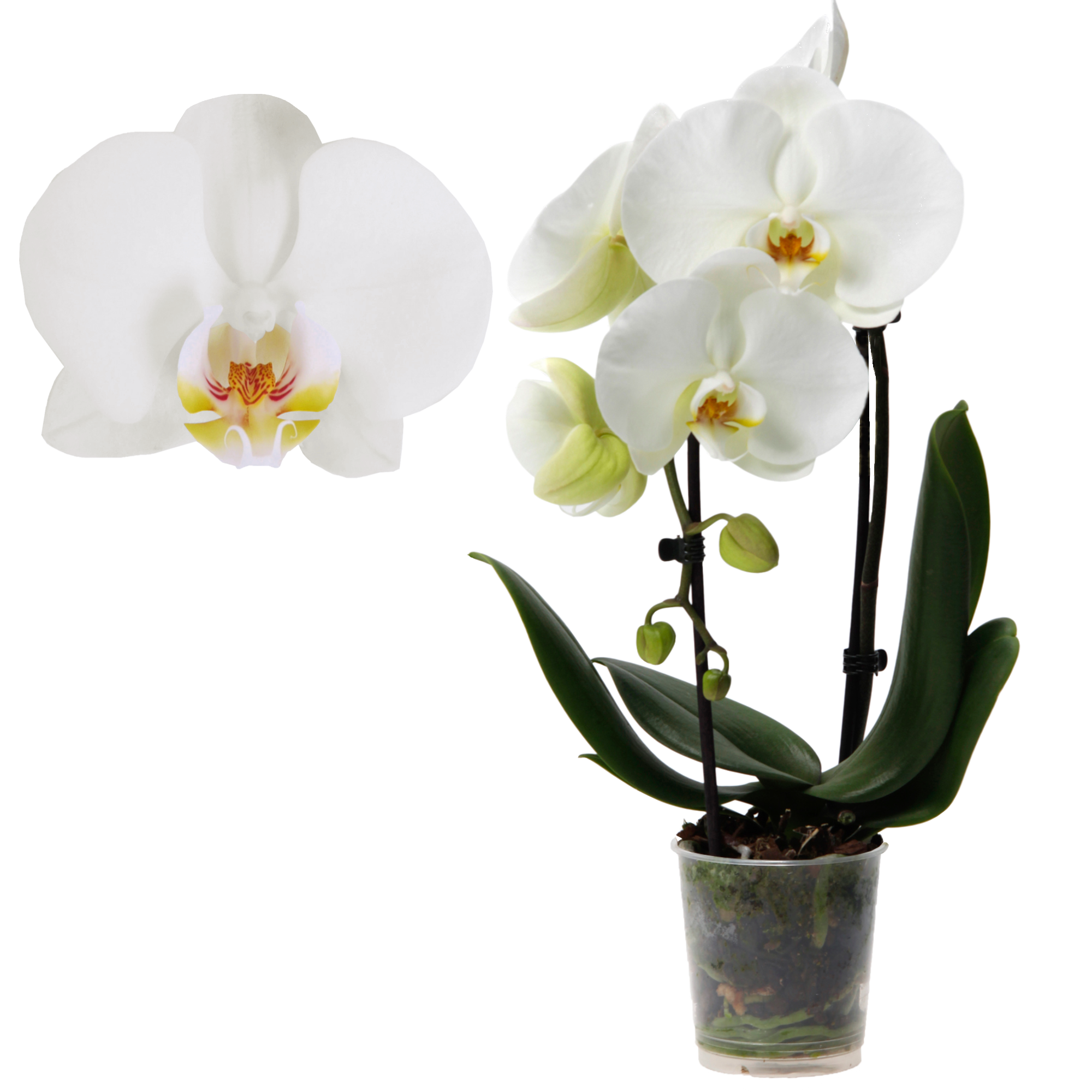 Schmetterlingsorchidee 'Big Sensation' 2 Rispen weiß, 9 cm Topf + product picture