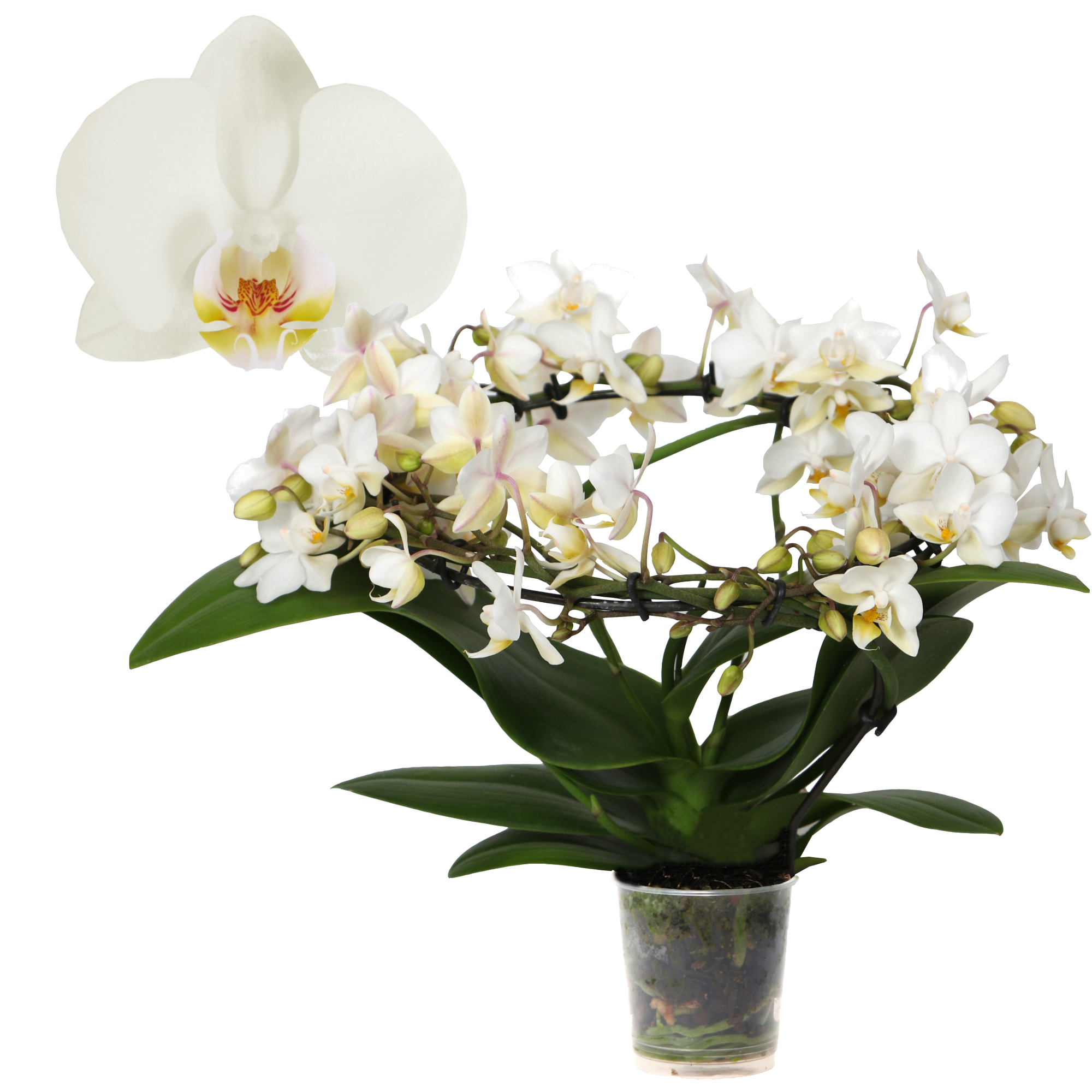 Schmetterlingsorchidee 'Halo' 3 Rispen am Bogen, weiß, 9 cm Topf + product picture