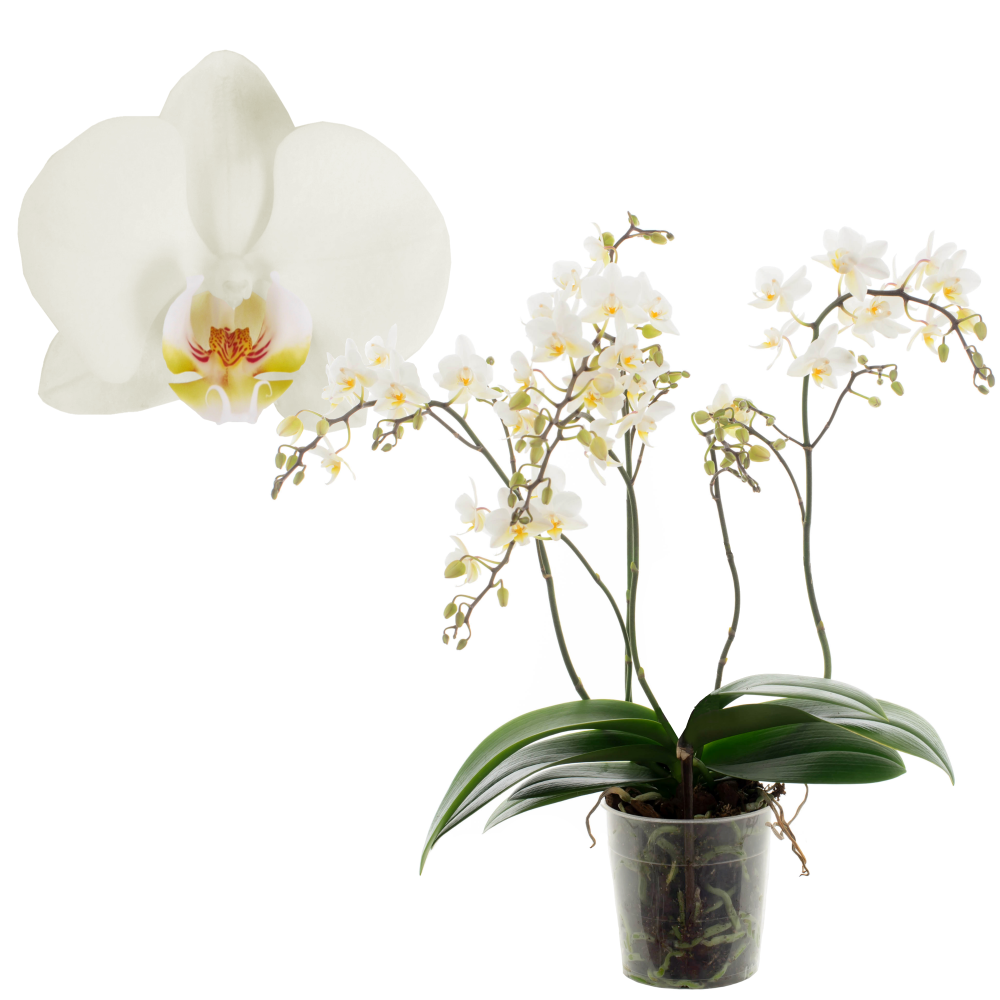 Schmetterlingsorchidee 'Wild White' 4 Rispen weiß, 12 cm Topf + product picture