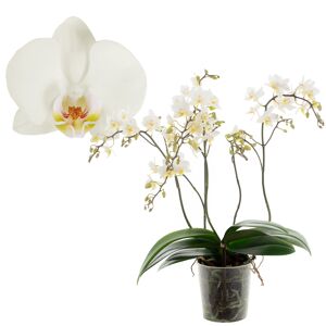 Schmetterlingsorchidee 'Wild White' 4 Rispen weiß, 12 cm Topf