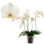 Verkleinertes Bild von Schmetterlingsorchidee 'Wild White' 4 Rispen weiß, 12 cm Topf