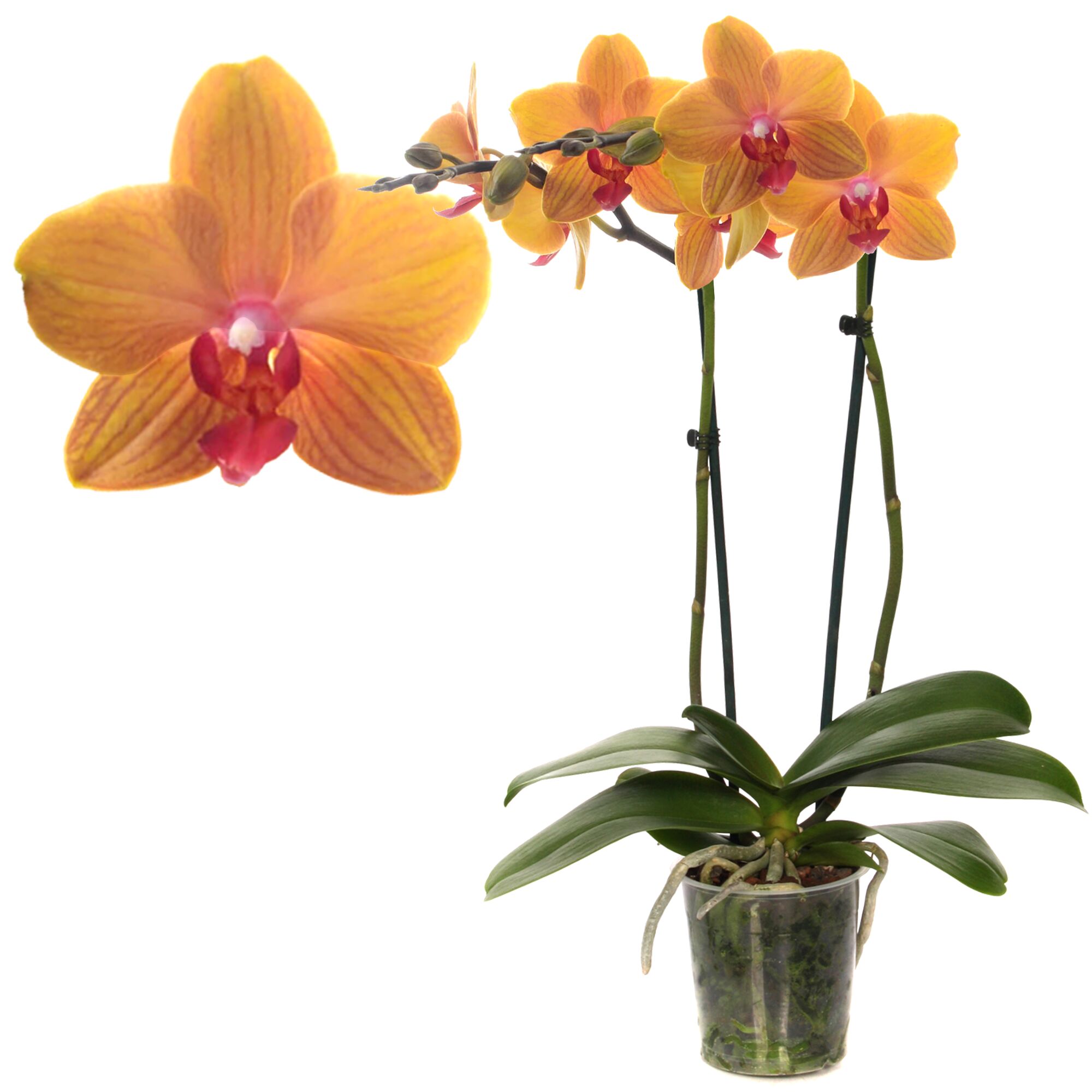 Orangefarbene Orchidee im durchsichtigen Topf