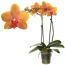 Verkleinertes Bild von Schmetterlingsorchidee 2 Rispen orange, 12 cm Topf