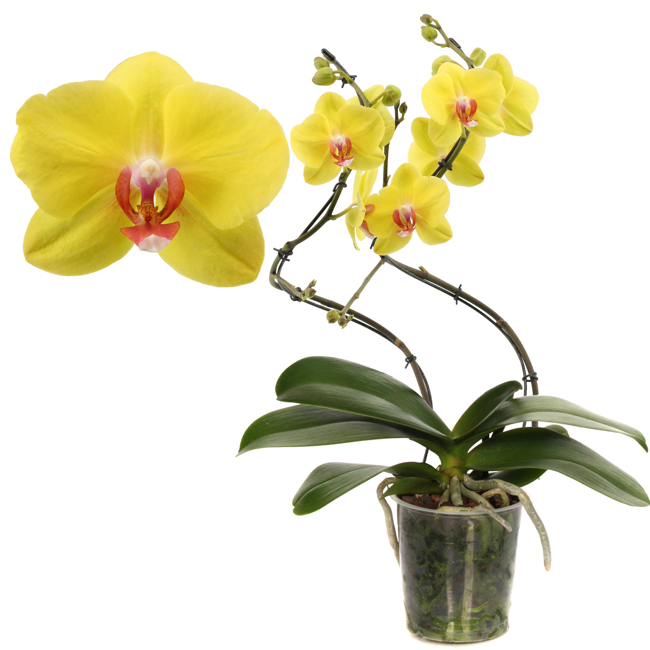 Bild von Schmetterlingsorchidee 'Fuller Sunset' 2 Rispen gelb, 12 cm Topf