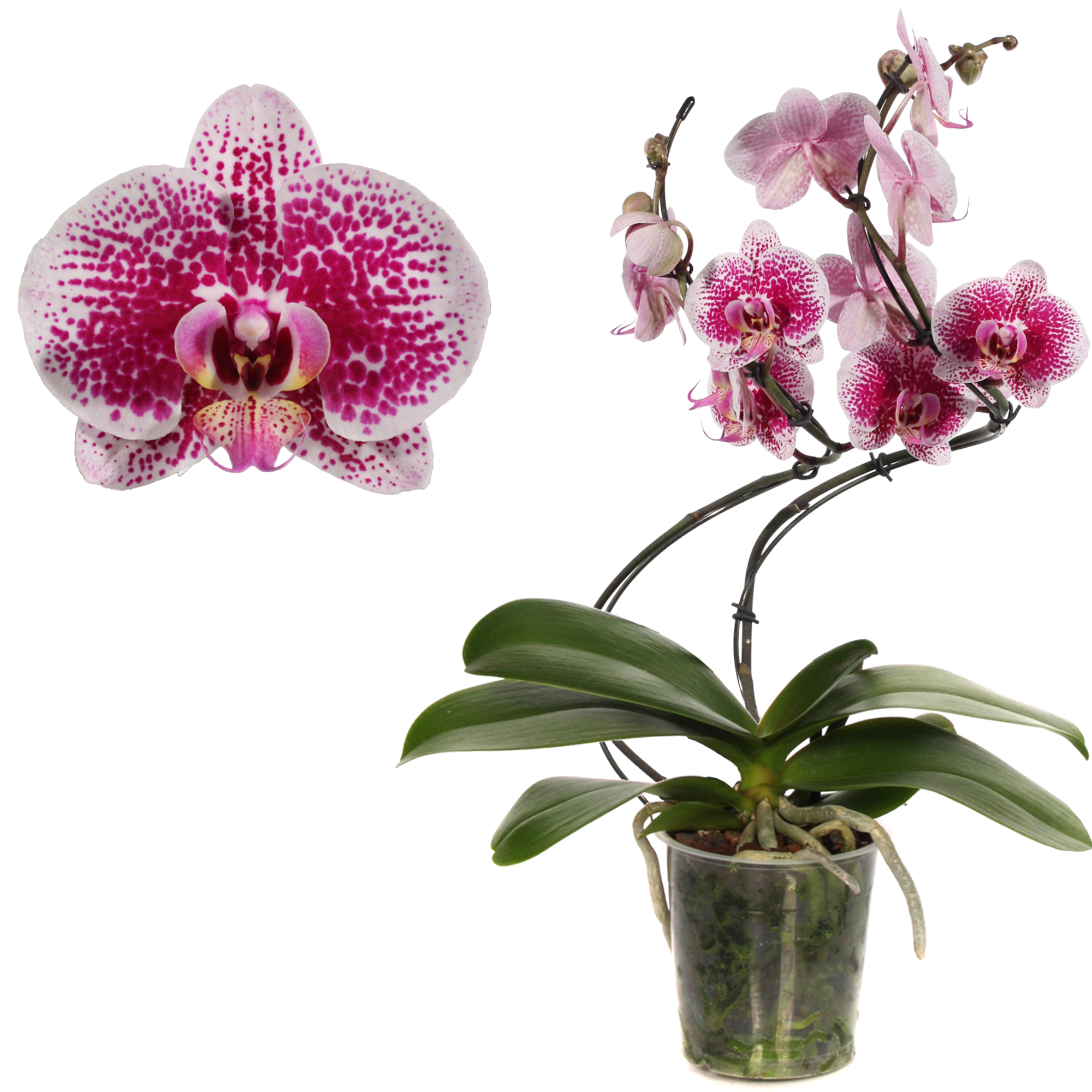 Schmetterlingsorchidee 'Cultivation' 2 Rispen pink, 12 cm Topf + product picture