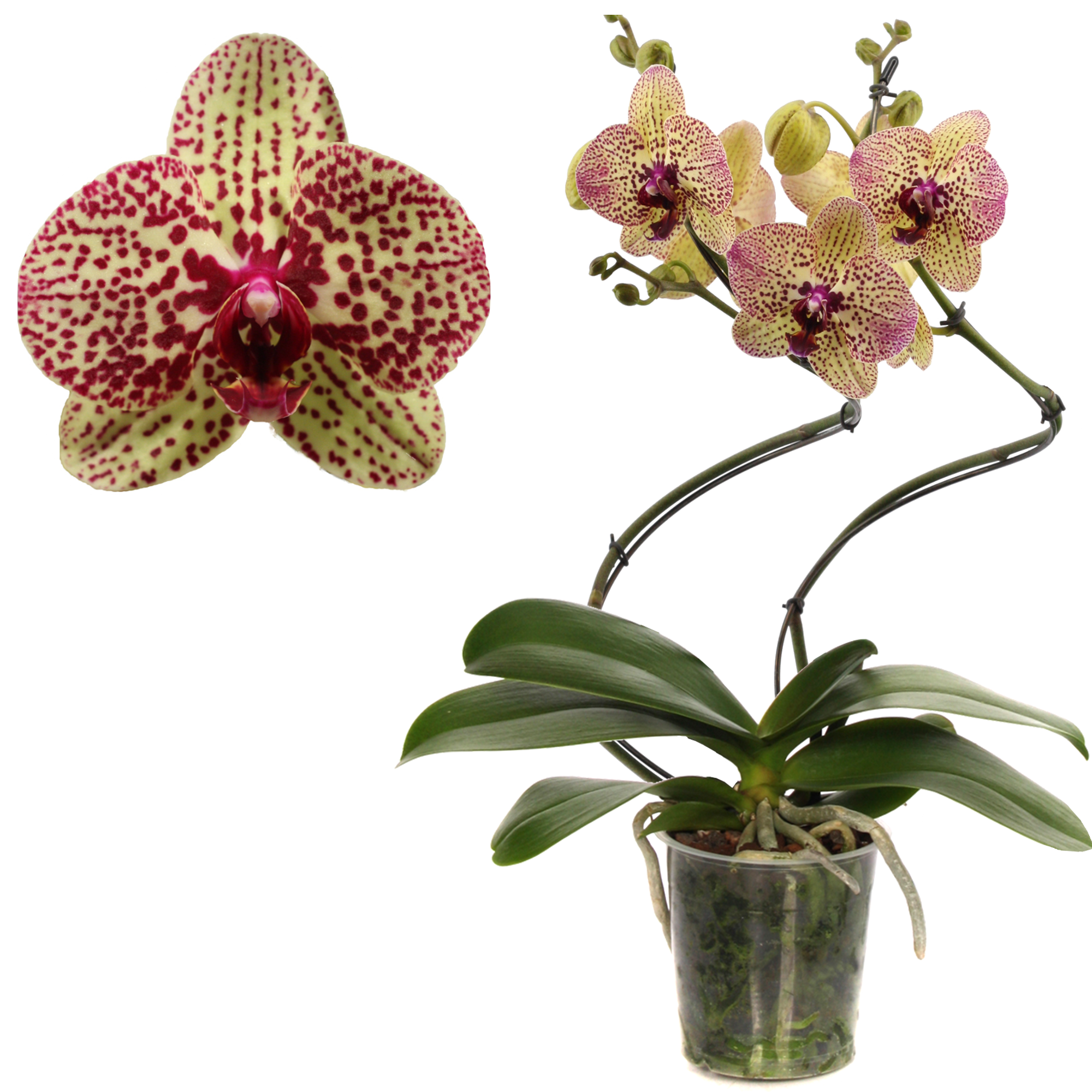 Schmetterlingsorchidee 'Kleopatra ' 2 Rispen pink, 12 cm Topf + product picture