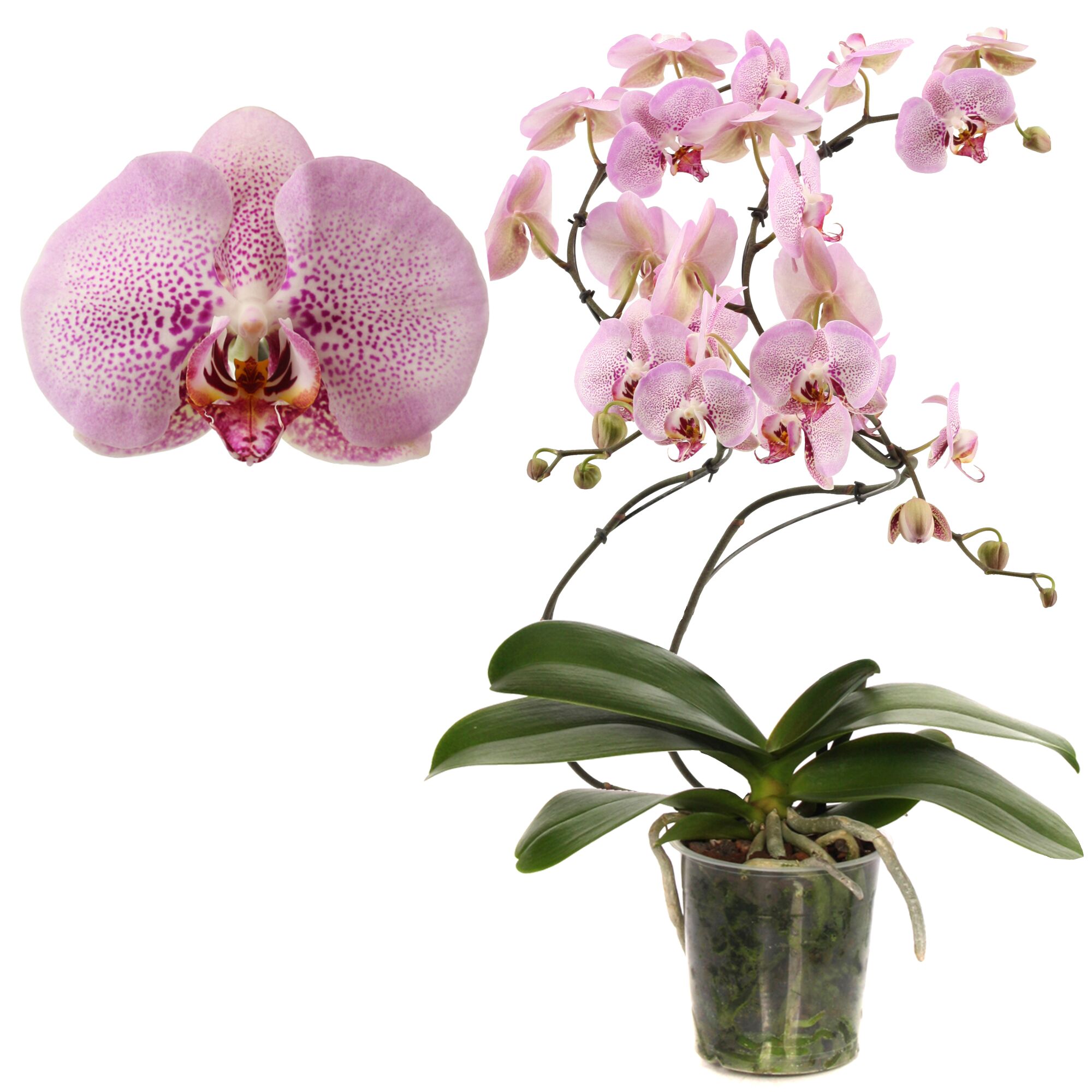 Blühende Orchidee im durchsichtigen Topf