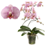 Verkleinertes Bild von Schmetterlingsorchidee 'Diamond' 2 Rispen rosa, 12 cm Topf