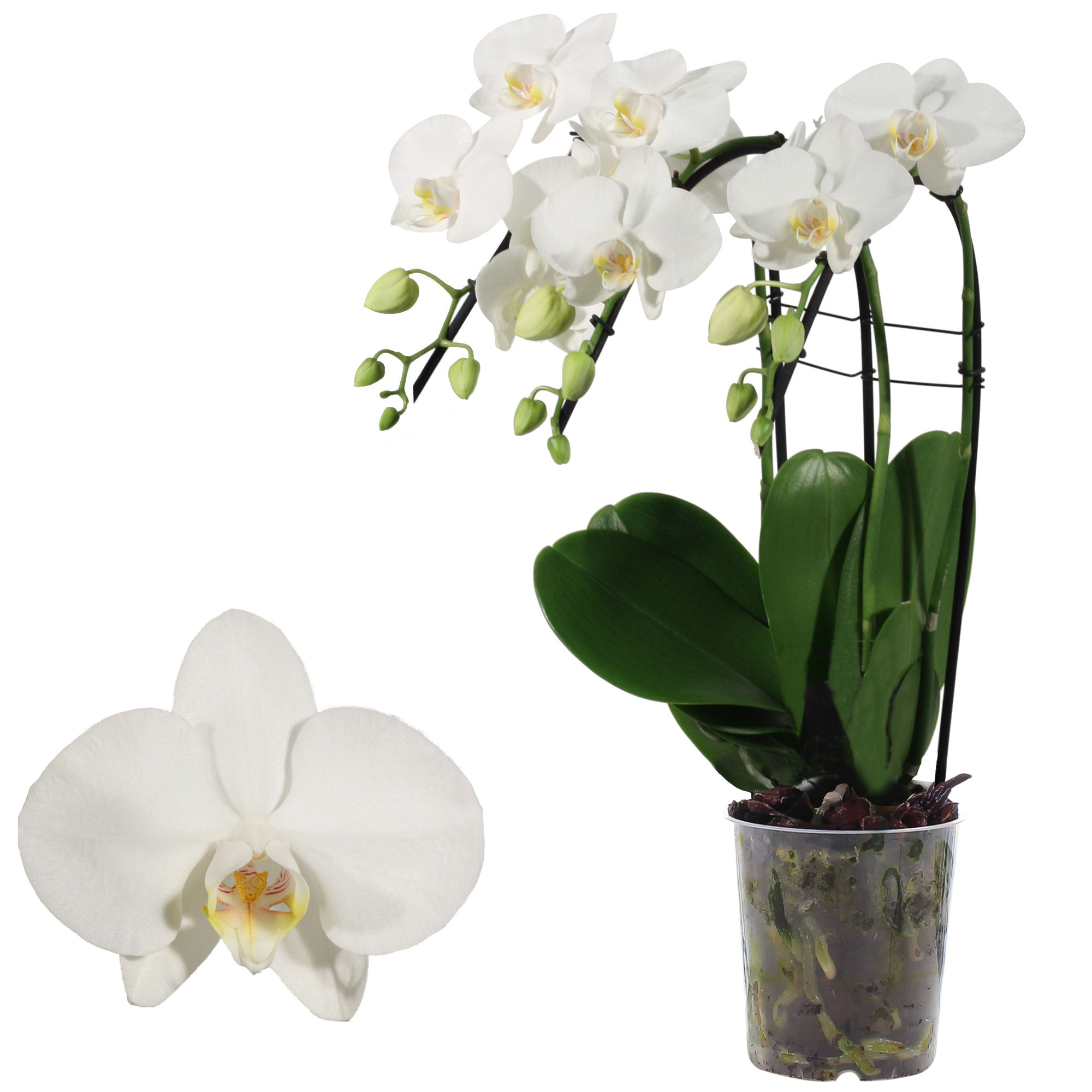 Schmetterlingsorchidee 'Tropic Snowball ' 3 Rispen weiß, 12 cm Topf + product picture
